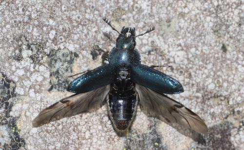 Platycerus sp.